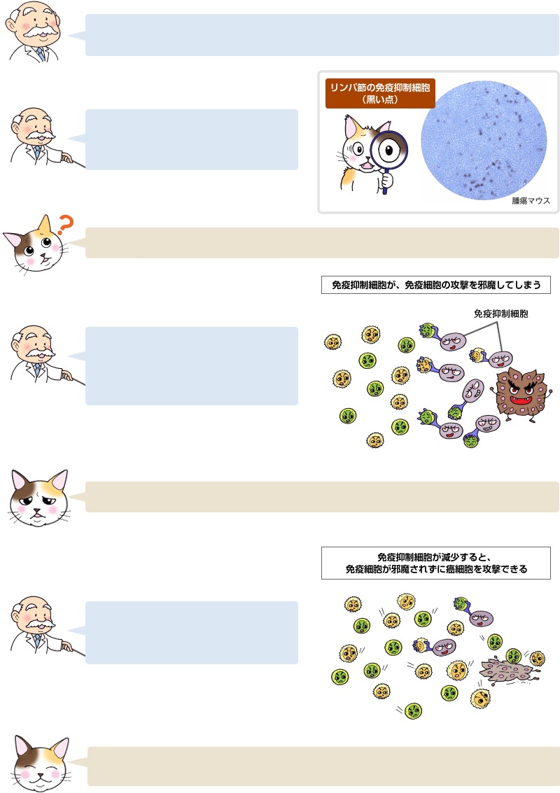 免疫抑制細胞が減少すると、免疫細胞が邪魔されずに癌細胞を攻撃できる